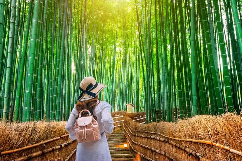 una turista nel bosco del bamboo in Giappone , tour giappone 